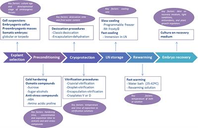 Current status of the cryopreservation of embryogenic material of woody species